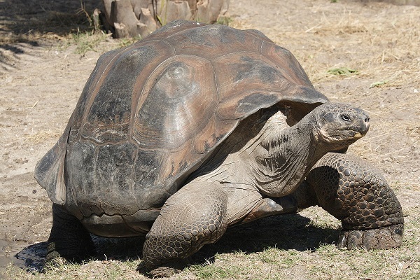 На Галапагосских островах найдена черепаха, считавшаяся вымершей