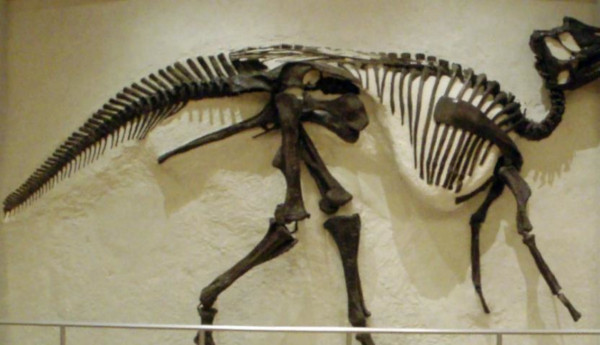 В Японии обнаружили целый скелет нового вида гадрозавра