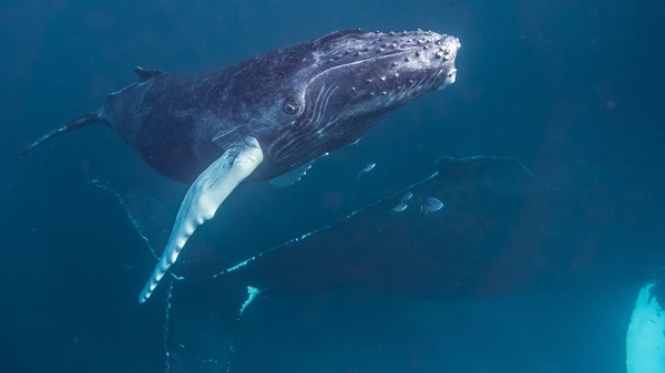 Горбатый кит чуть не погубил туристов-рыбаков