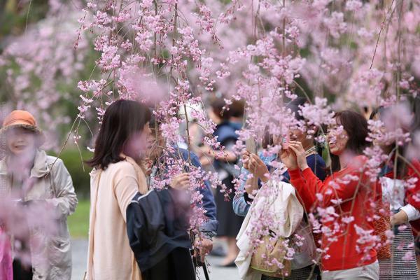 Как японских школьников учат любоваться природой