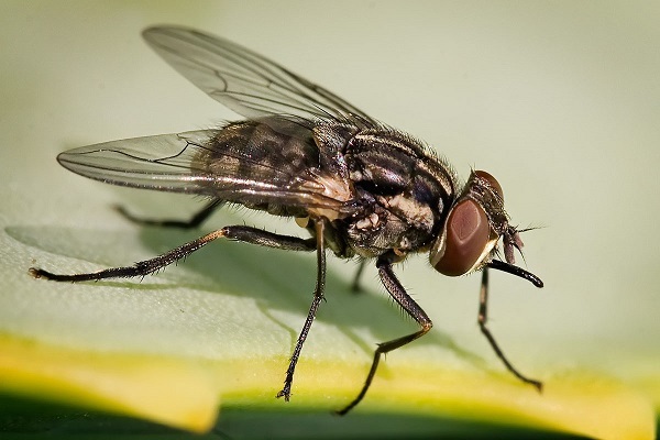 Пьяные мухи: что нового узнали ученые