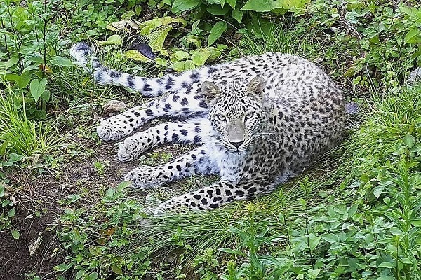 В Сочи леопард с ВИЧ станет донором для оплодотворения самки