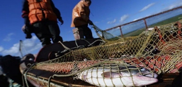Власти Ростовской области увеличат инвестиции в рыбную отрасль в два раза