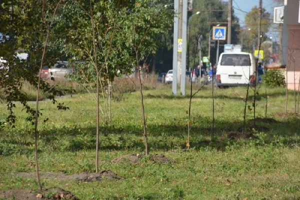 На аллее в центре Иванова вырубят два десятка лип