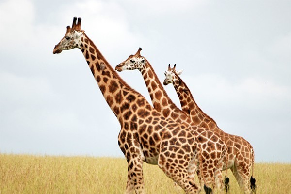 Пятна на теле жирафа помогают ему выжить в первые месяцы жизни