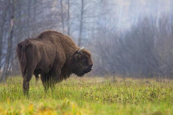 Впервые за 250 лет в Германии появился дикий европейский зубр - власти испугались и убили его