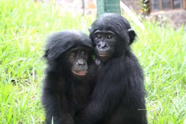 Биологи выяснили, почему самки бонобо практикуют однополые связи