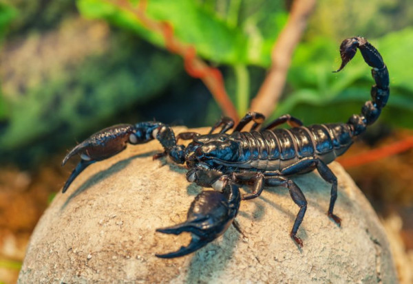 В Канаде обнаружили останки древнейшего предка пауков и скорпионов