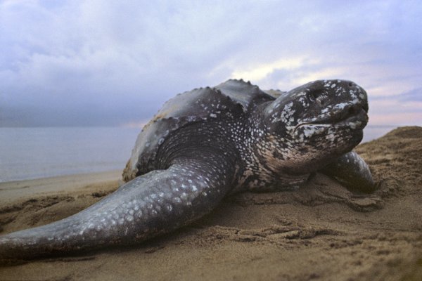 Огромное количество замороженных морских черепах обнаружено у  Кейп-Кода