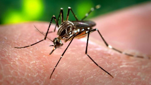 В Бразилии эксперимент с ГМО-комарами вышел из-под контроля