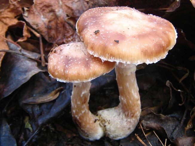 Может ли этот гигантский 2500-летний гриб излечить от рака?