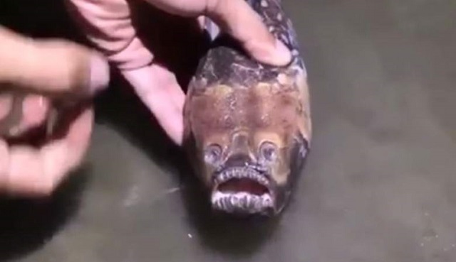 В Китае поймали невиданную рыбу