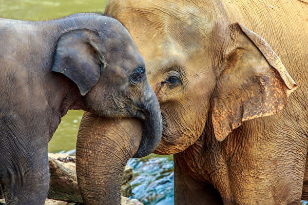 Некоторые слоны эволюционируют, теряя свои бивни