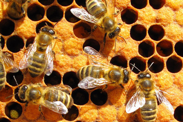 Воздействие пестицидов меняет поведение пчел