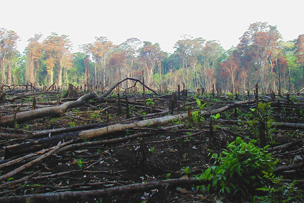 Как потеря среды обитания может дестабилизировать экосистемы