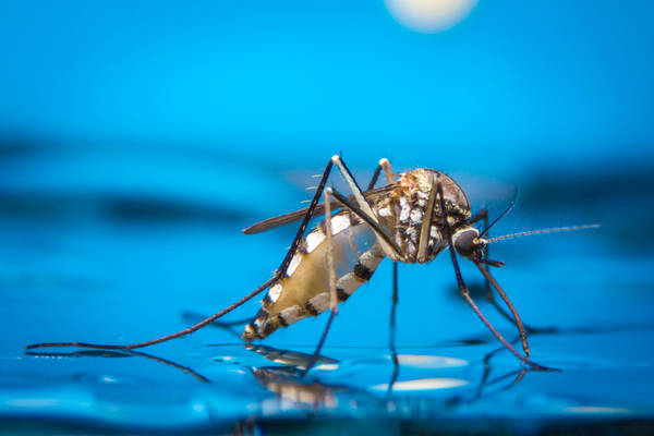 Как предотвращали распространение комаров в водных экосистемах