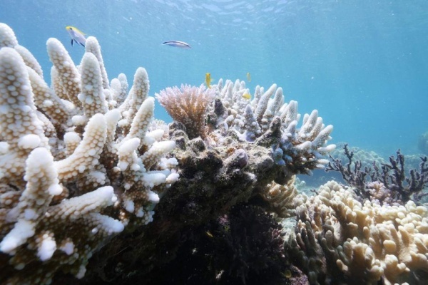Глубокие коралловые рифы не защищены от нашего разрушительного поведения