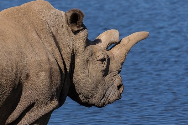 Почему носорогам угрожает вымирание?
