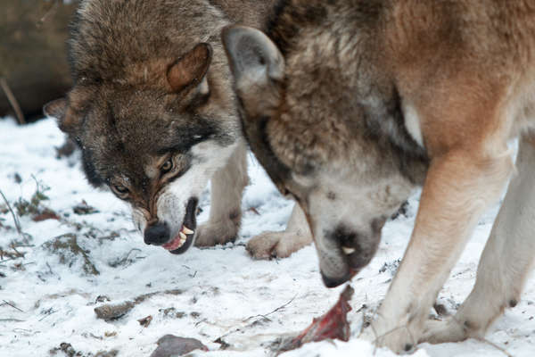 Ученые пытаются защитить карибу от волков