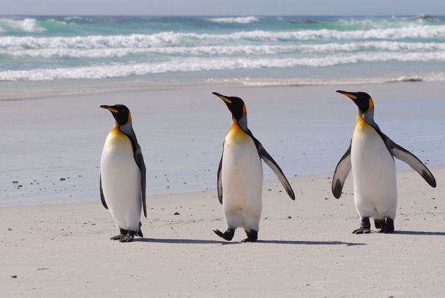 Остров с пингвинами выставлен на продажу