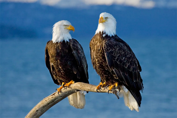 В Северной Америке численность птиц за 50 лет сократилась почти на 30%