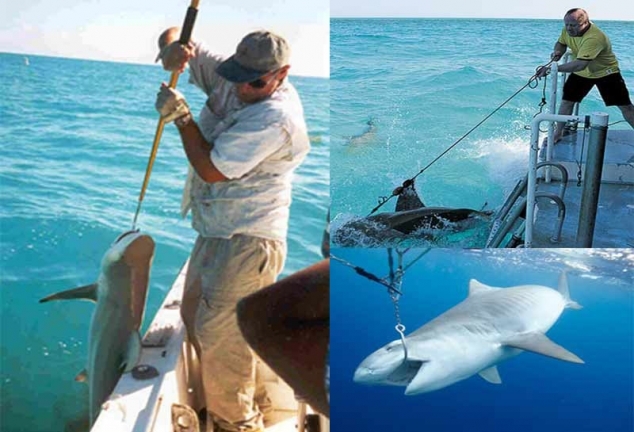Рыбаки-спортсмены могут довести акул до вымирания