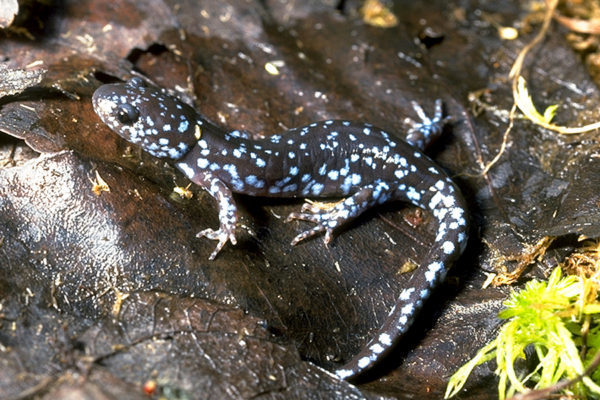Пять удивительных фактов о саламандрах