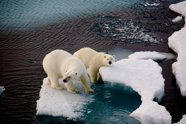 Арктика под угрозой: в 2040 году она может растаять