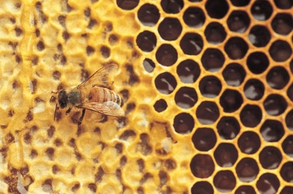 Городские пчелы строят свои гнезда из пластика