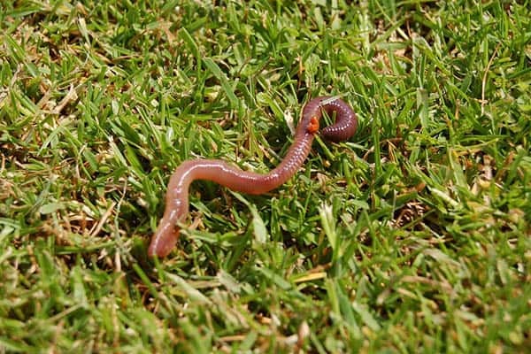 Интересные факты о червях