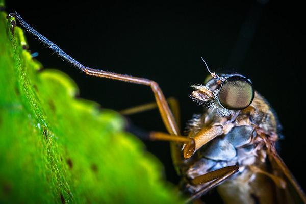 Интересные факты о насекомых