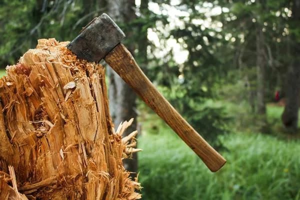 Энергетики рассказали о причинах вырубки деревьев в Красноярске