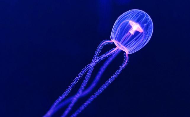 Бессмертные медузы - вечная жизнь в глубинах океана