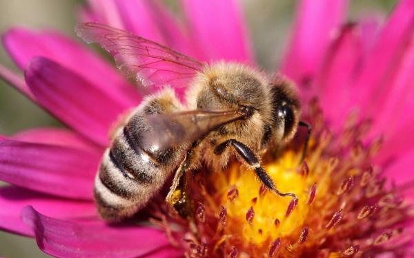 В Татарстане назвали причину массовой гибели пчел