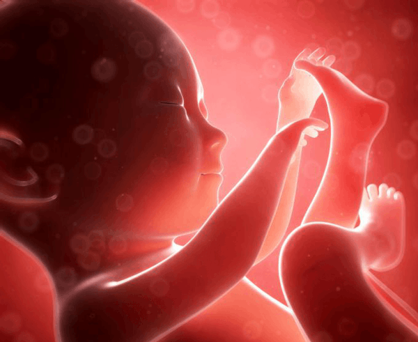 В эмбрионе человека обнаружили наследие древних предков млекопитающих