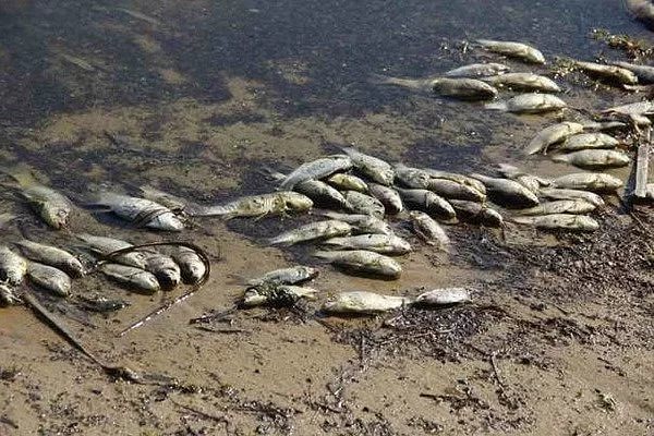 Комиссия выяснит причины массовой гибели рыбы в водохранилище под Нижним Тагилом