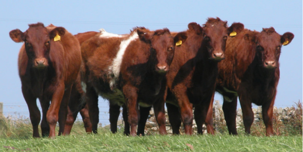 В США с помощью генетической модификации создали быков без рогов
