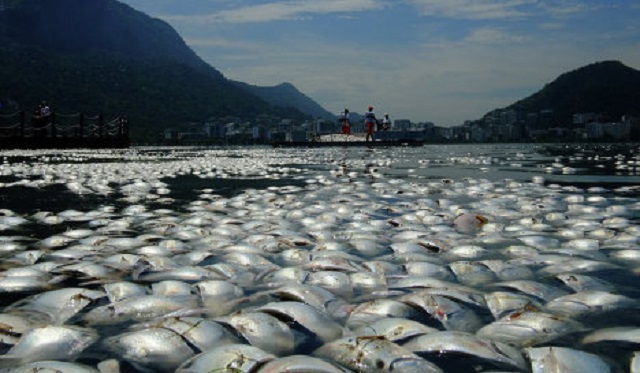 В озере Родригу-ди-Фрейташ гибнет рыба