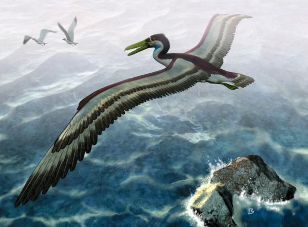 В Новой Зеландии нашли останки древних морских птиц