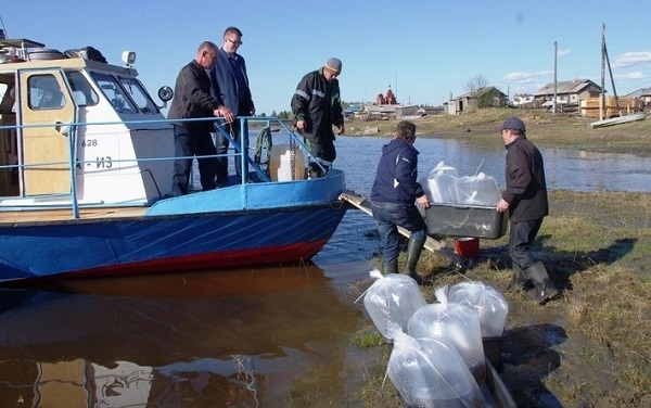Азово-Черноморскому бассейну вернут статус самого рыбного места