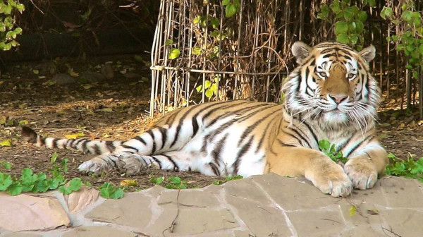 Московский зоопарк передаст амурского тигра Дизеля в зоопарк США
