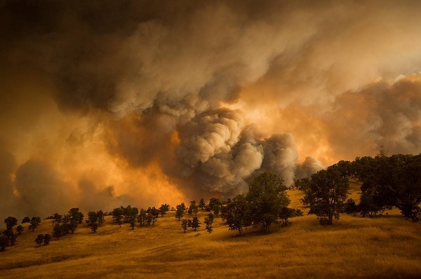 Изменение климата вызывает лесные пожары и рост популяций насекомых
