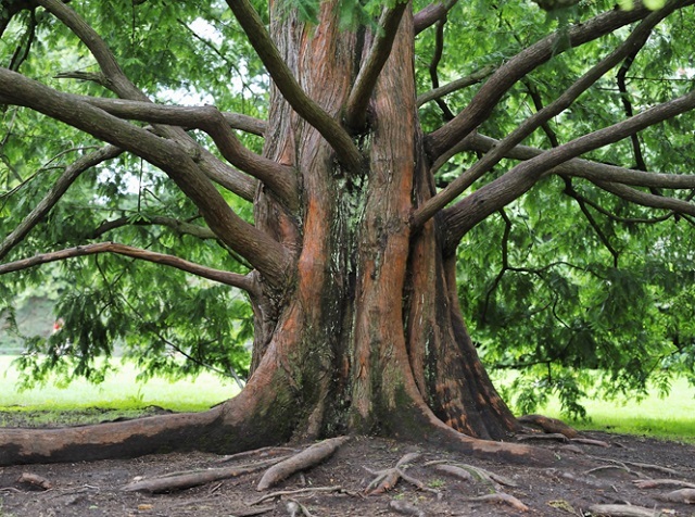 Древние растения: как менялись деревья и травы за миллионы лет?. 2752.jpeg