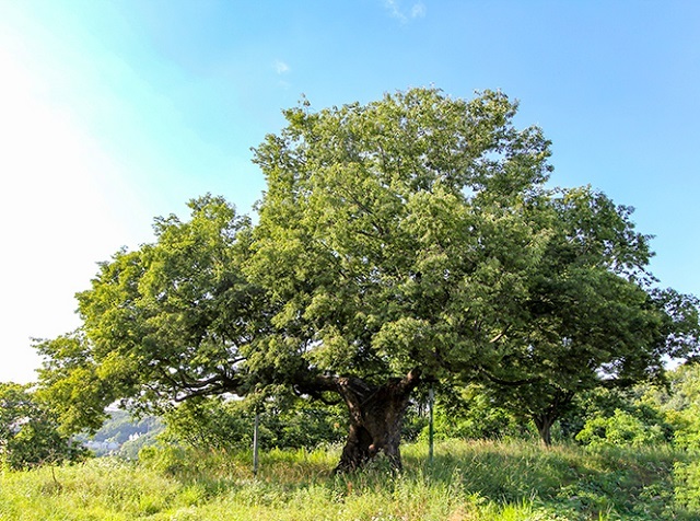Древние растения: как менялись деревья и травы за миллионы лет?. 2755.jpeg