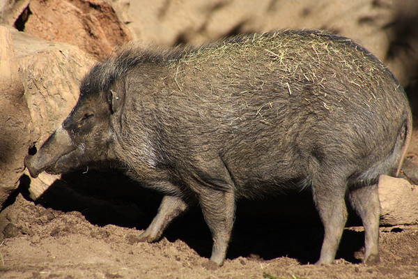 Ученые из Франции выяснили необычные способности свиней, близкие к человеческим навыкам