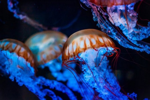 В Австралии более 20 человек пострадали от ожогов ядовитых медуз