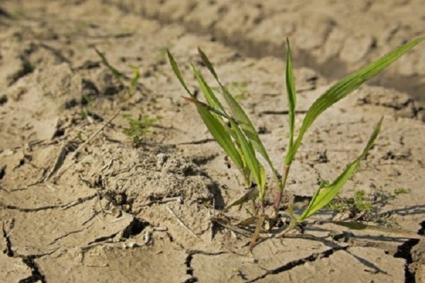 Изменение климата и сельское хозяйство
