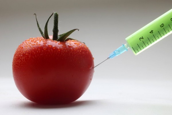 Продукты из ГМО-культур признаны безопасными для здоровья