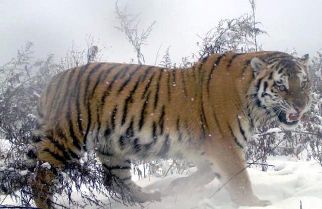 Амурский тигр Тихон подрался с пограничными собаками