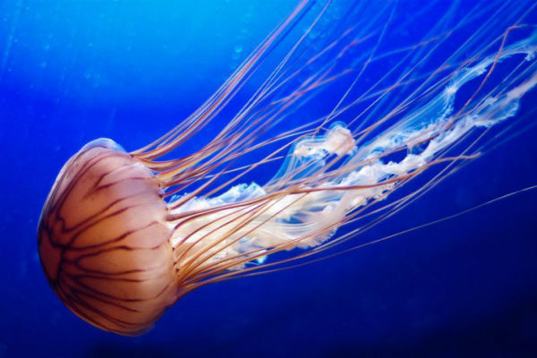 Медузы не имеют мозга, могут убить одновременно 50 человек и другие интересные факты